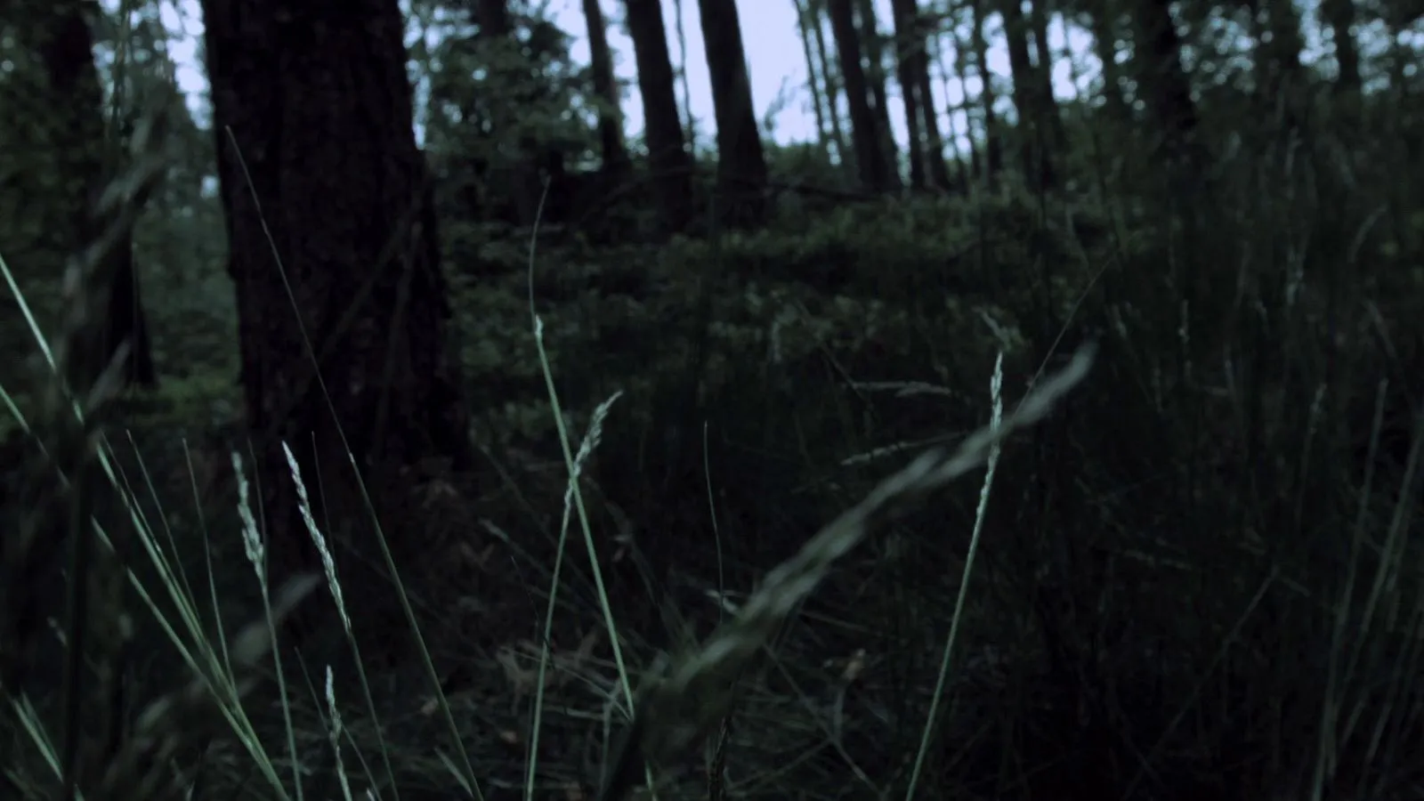Standbild aus dem Kurzfilm Reynke de Vos, Bild 3