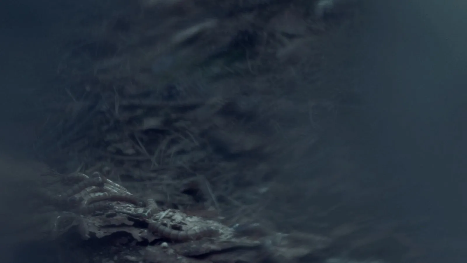 Standbild aus dem Kurzfilm Reynke de Vos, Bild 5